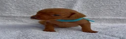 Hungarian Vizsla dogs for sale: Champion grade import vizslas puppies - Advert 18