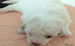 Bichon Frise dogs for sale: Barny and Bubba have had three lovely Puppies.   - Advert 6