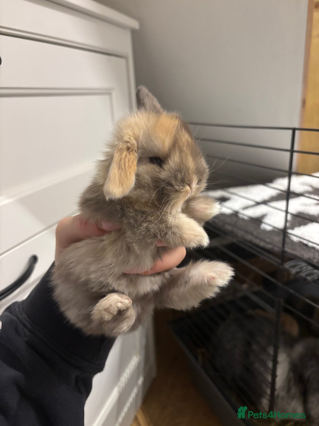 Mini Lop rabbits for sale: Stunning Mini Lop Bunnies🤍🌾 - Advert 3