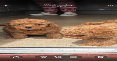 Cavapoo dogs - Advert 6
