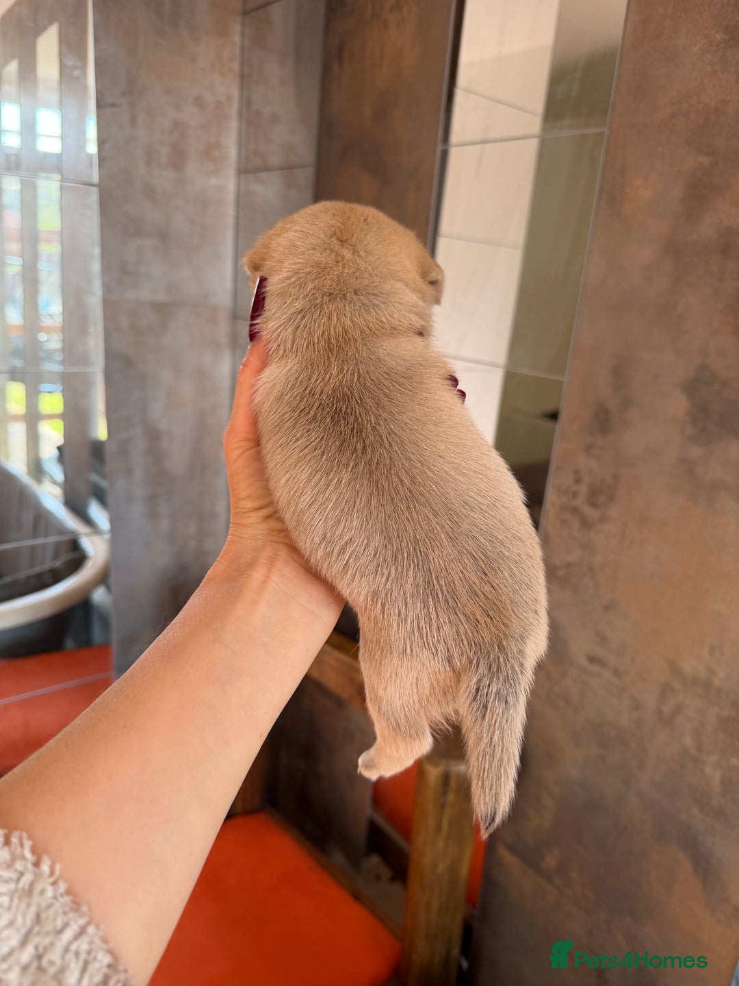 Mixed Breed dogs for sale: Adorable Pug x Pomeranian Puppies  - Image 7