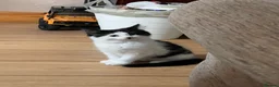 Domestic Shorthair cats for sale: Female Kitten in Telford - Advert 5