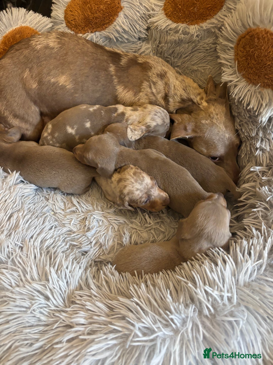 Dachshund dogs for sale: Dachshund Isabella dapple puppies  - Image 2