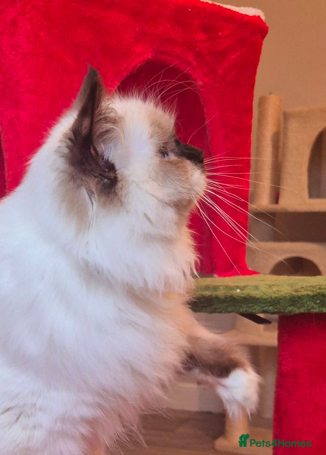 Ragdoll cats for sale: Ragdoll male kitten gccf active - Advert 3