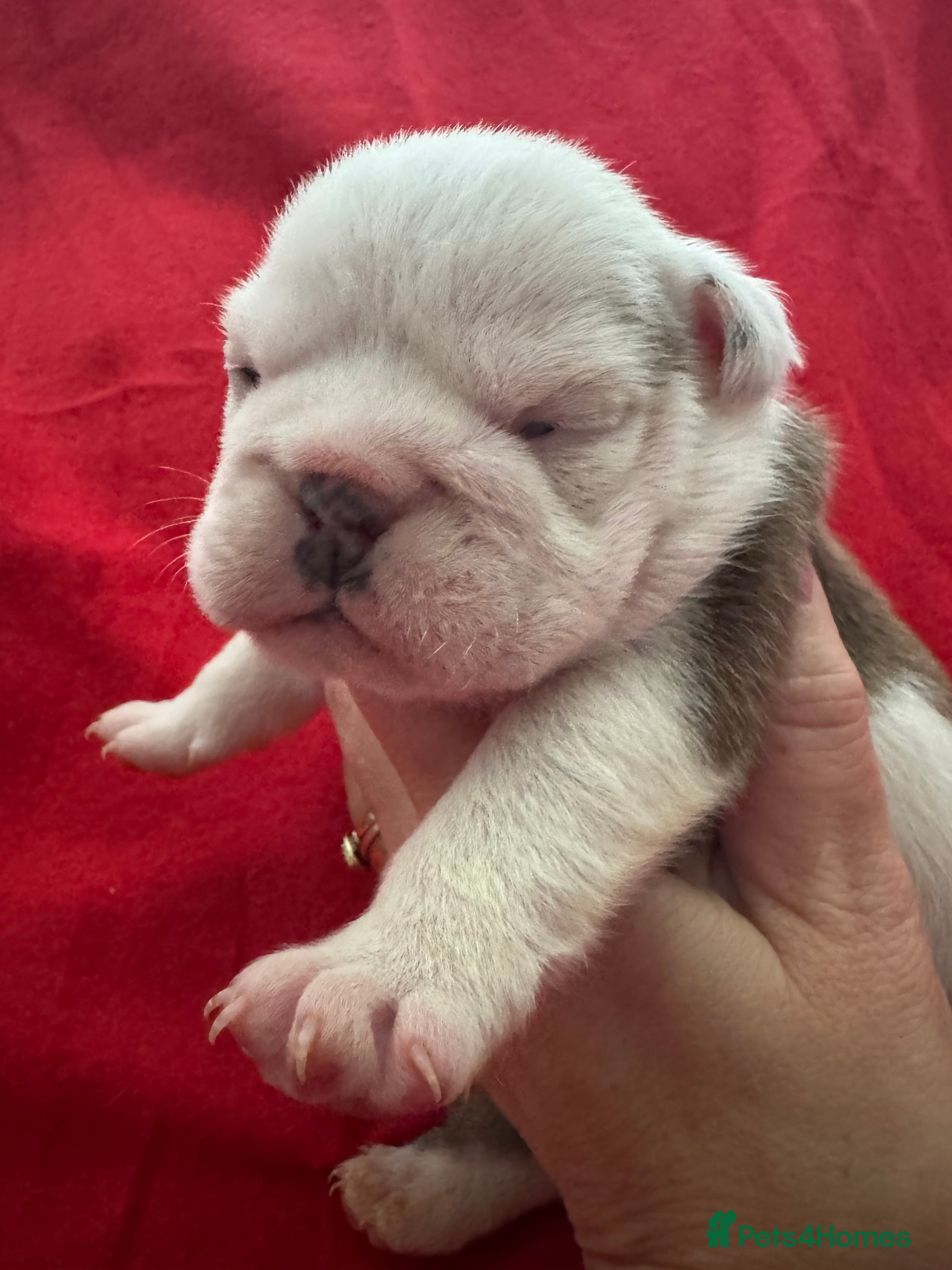 English Bulldog dogs KC REG Red and White Traditional  Bulldog Puppies  - Advert 3