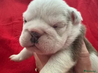 English Bulldog dogs KC REG Red and White Traditional Bulldog Puppies - Advert 3