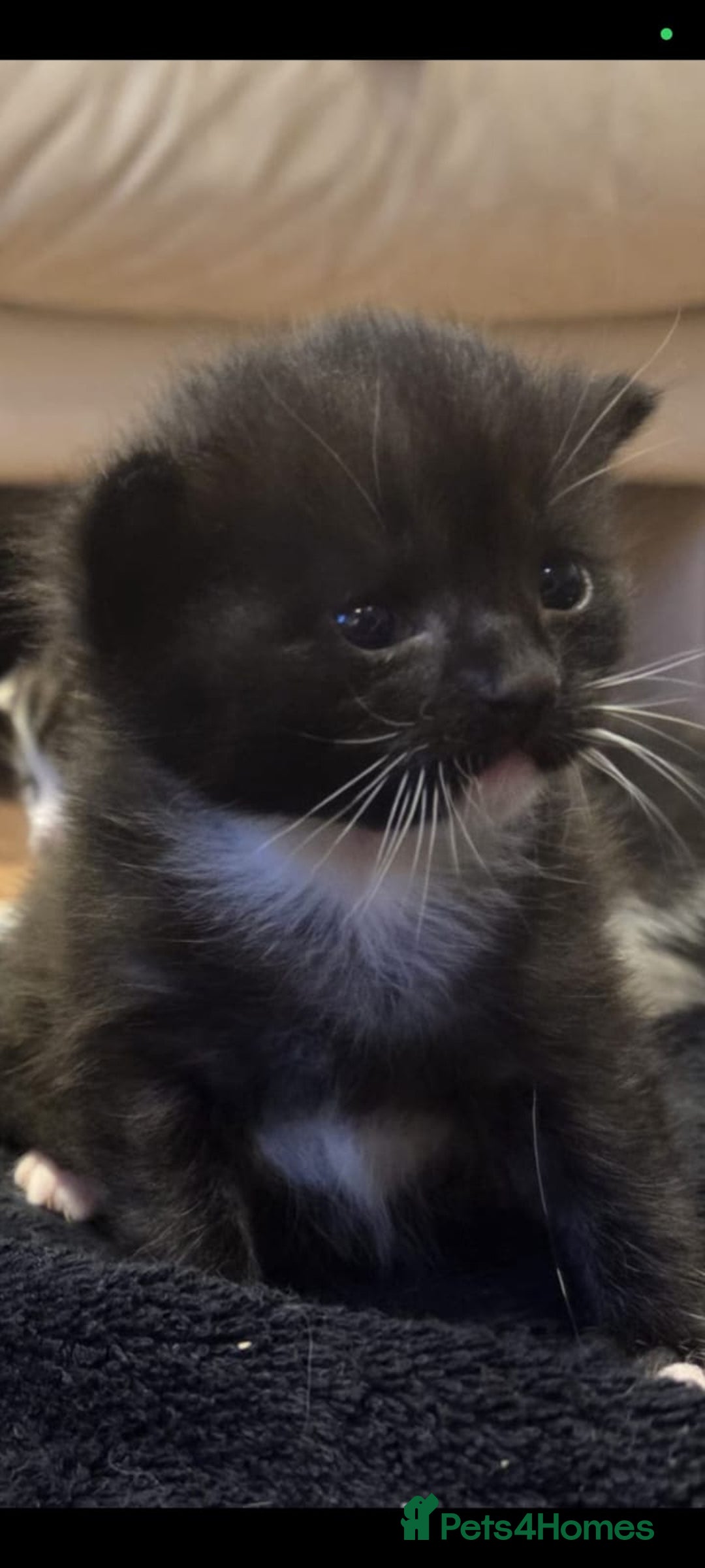 Mixed Breed cats for sale: Male kitten - Advert 11