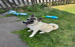 Akita dogs for sale: Akita 7 months old pup - Image 4