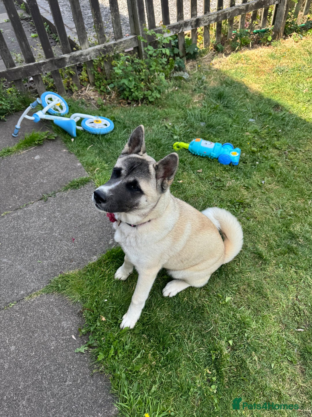 Akita dogs for sale: Akita 7 months old pup - Image 4