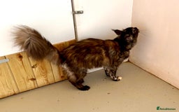Maine Coon cats for sale: Adult female Maine coon tortie cat, TICA reg - Image 11