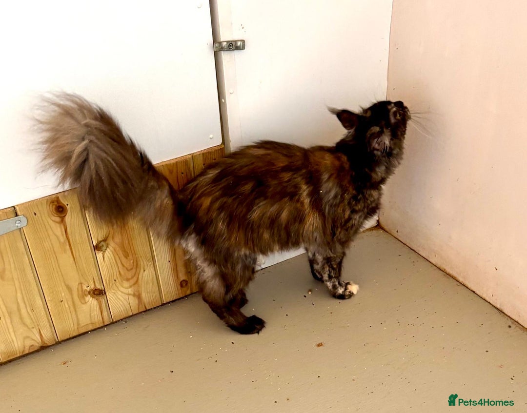 Maine Coon cats for sale: Adult female Maine coon tortie cat, TICA reg - Image 11