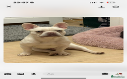 French Bulldog dogs for sale: 10 month old male French bulldog  - Image 3