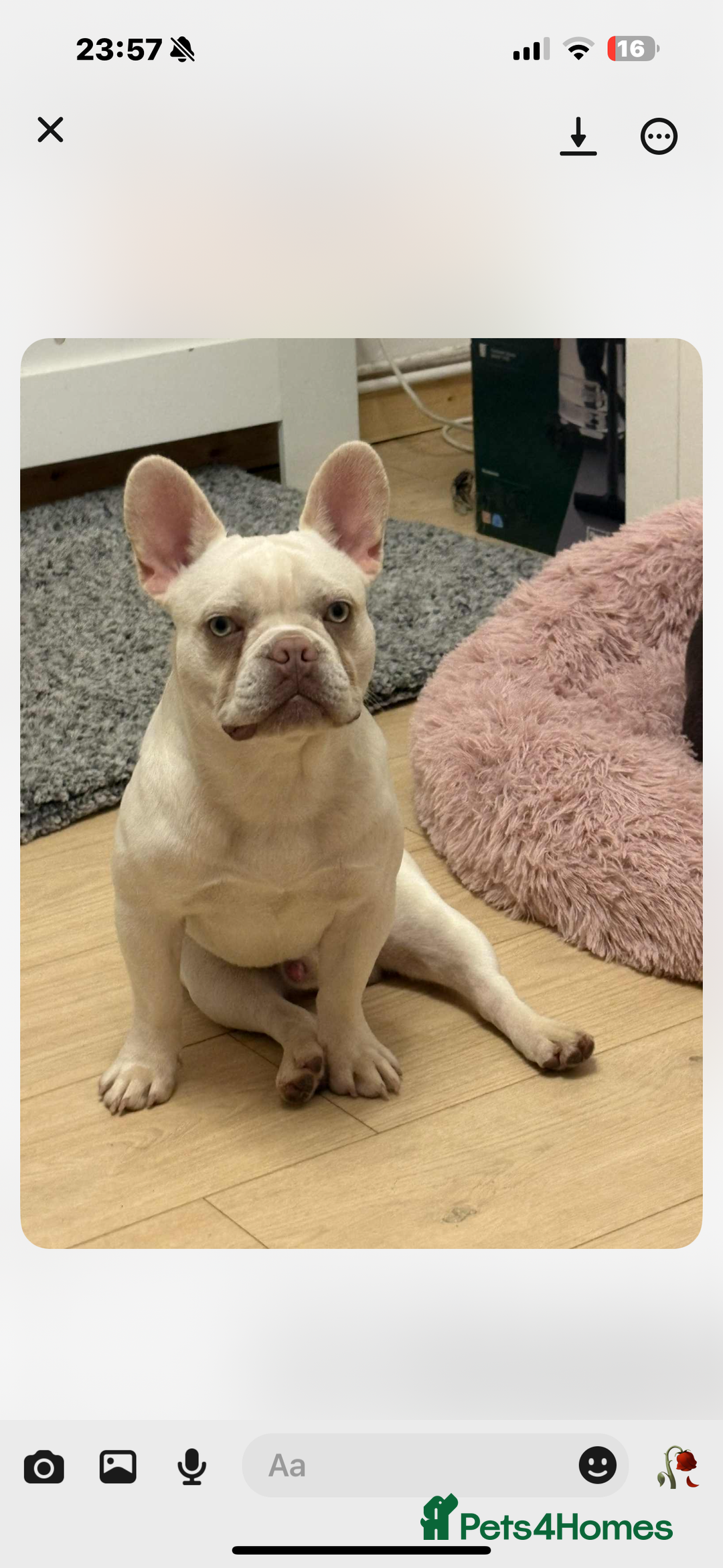 French Bulldog dogs for sale: 10 month old male French bulldog  - Image 3