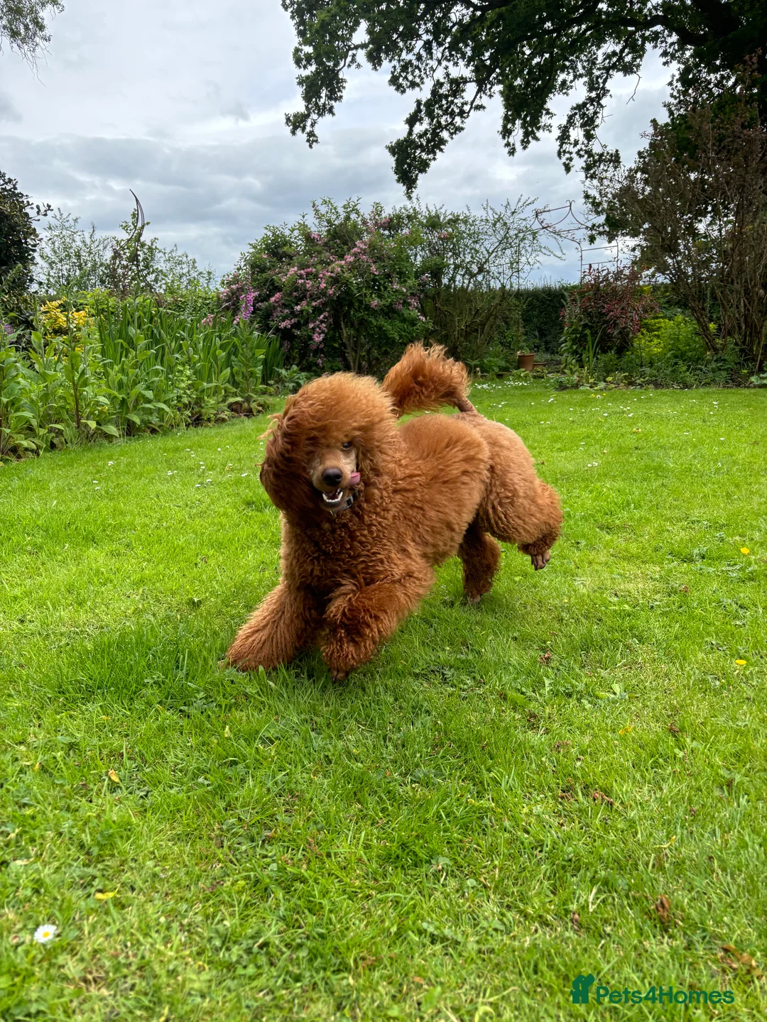 Labradoodle dogs for sale: Medium sized F1b Labradoodles  - Advert 2