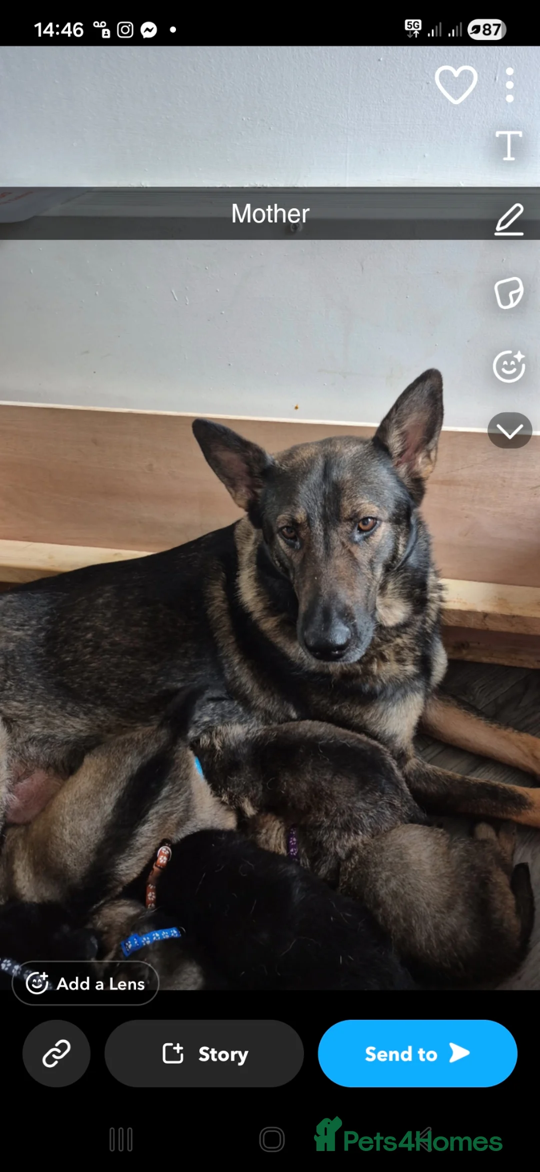 German Shepherd dogs for sale: 2 German Shepherd puppies 1 male 1 female - Advert 1