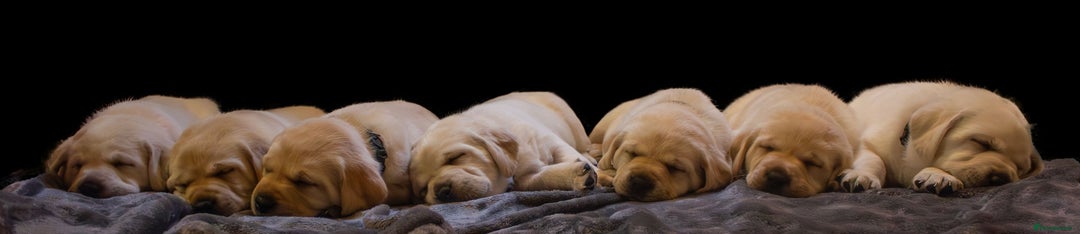 Labrador Retriever dogs for sale: 9 KC Registered White/Yellow Labrador puppies in Prestatyn - Image 11