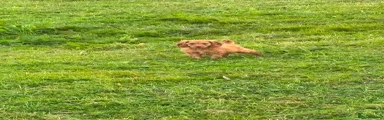 Cockapoo 1