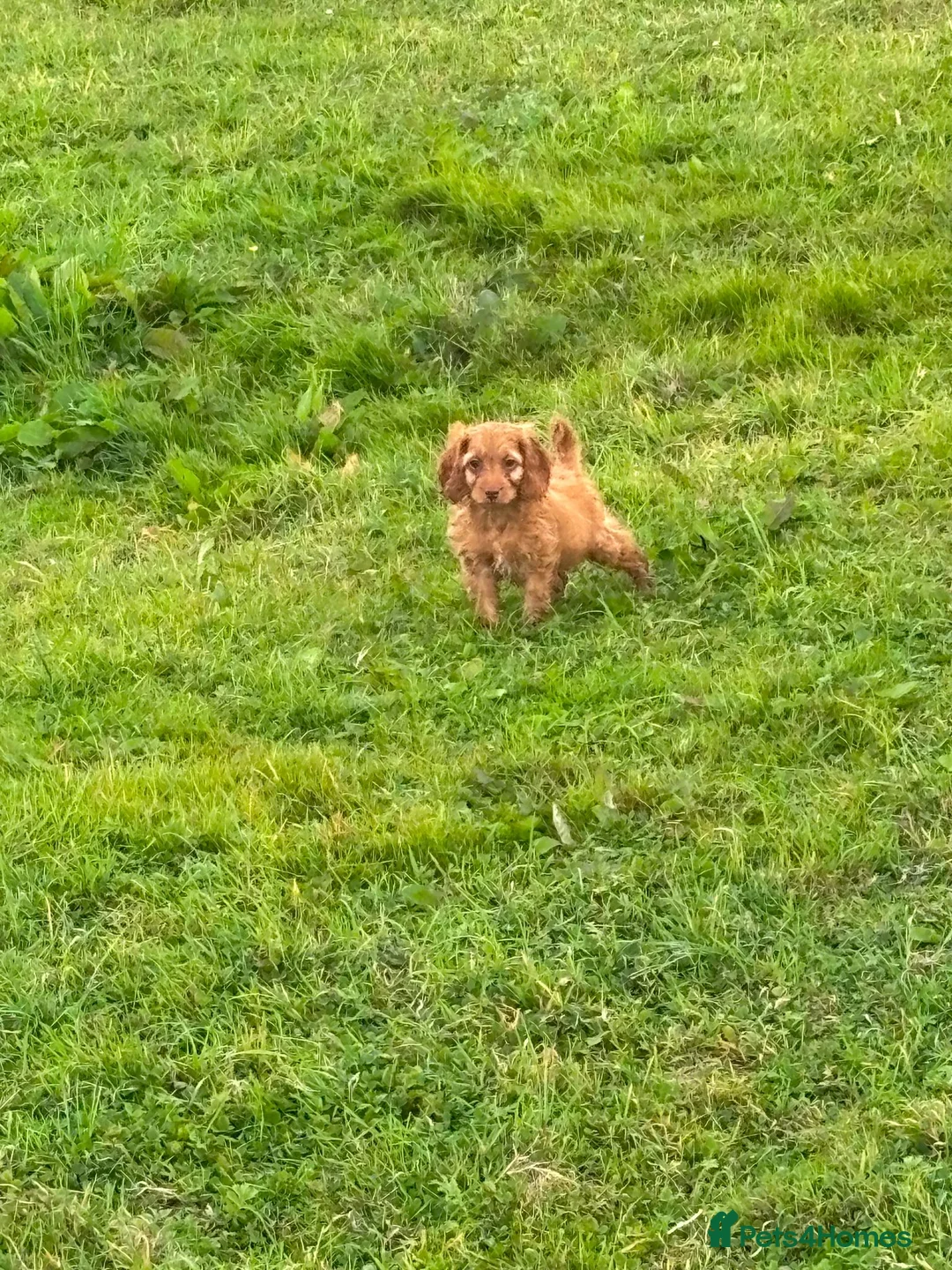 Cockapoo dogs for sale: F1 cockapoo pups in Enfield - Advert 2