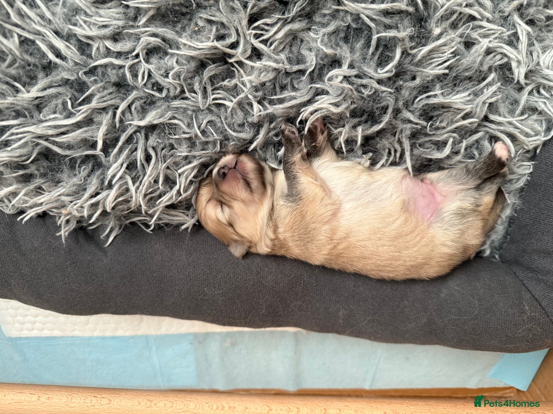 Pomchi dogs for sale: 3/4 Pom 1/4 chi Pomchi F1BB - Advert 37