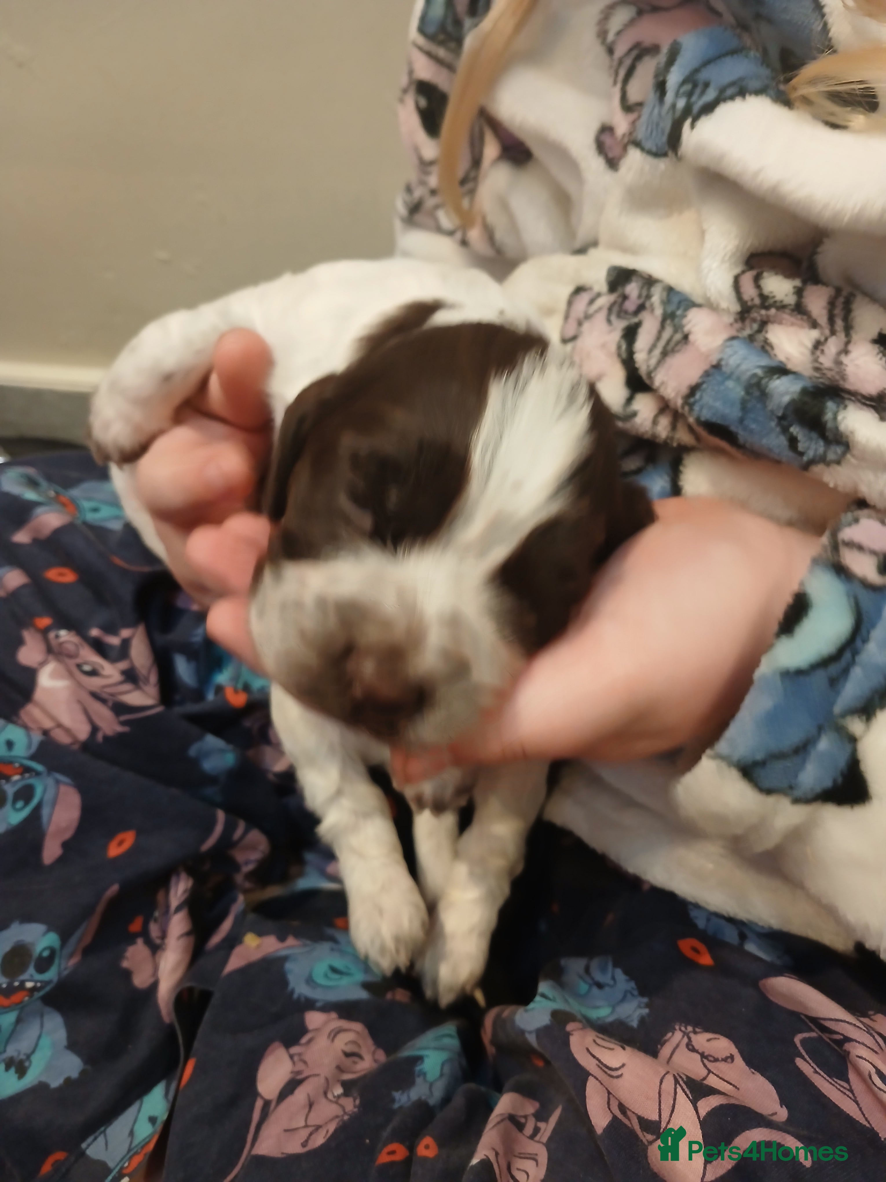 Sprocker Puppy 4