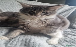 Maine Coon cats for sale: Adorable Maine Coon Kittens for Sale - Image 9
