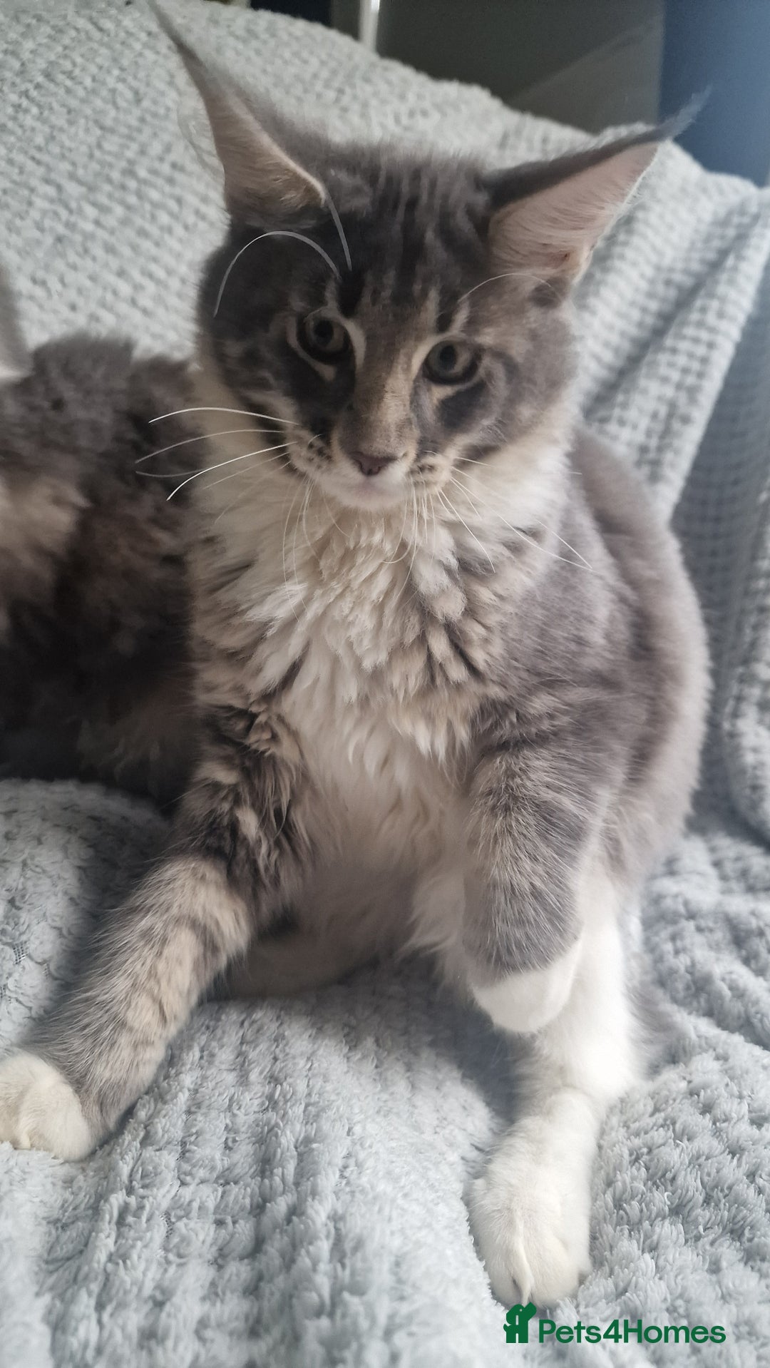 Maine Coon cats for sale: Adorable Maine Coon Kittens for Sale - Image 9