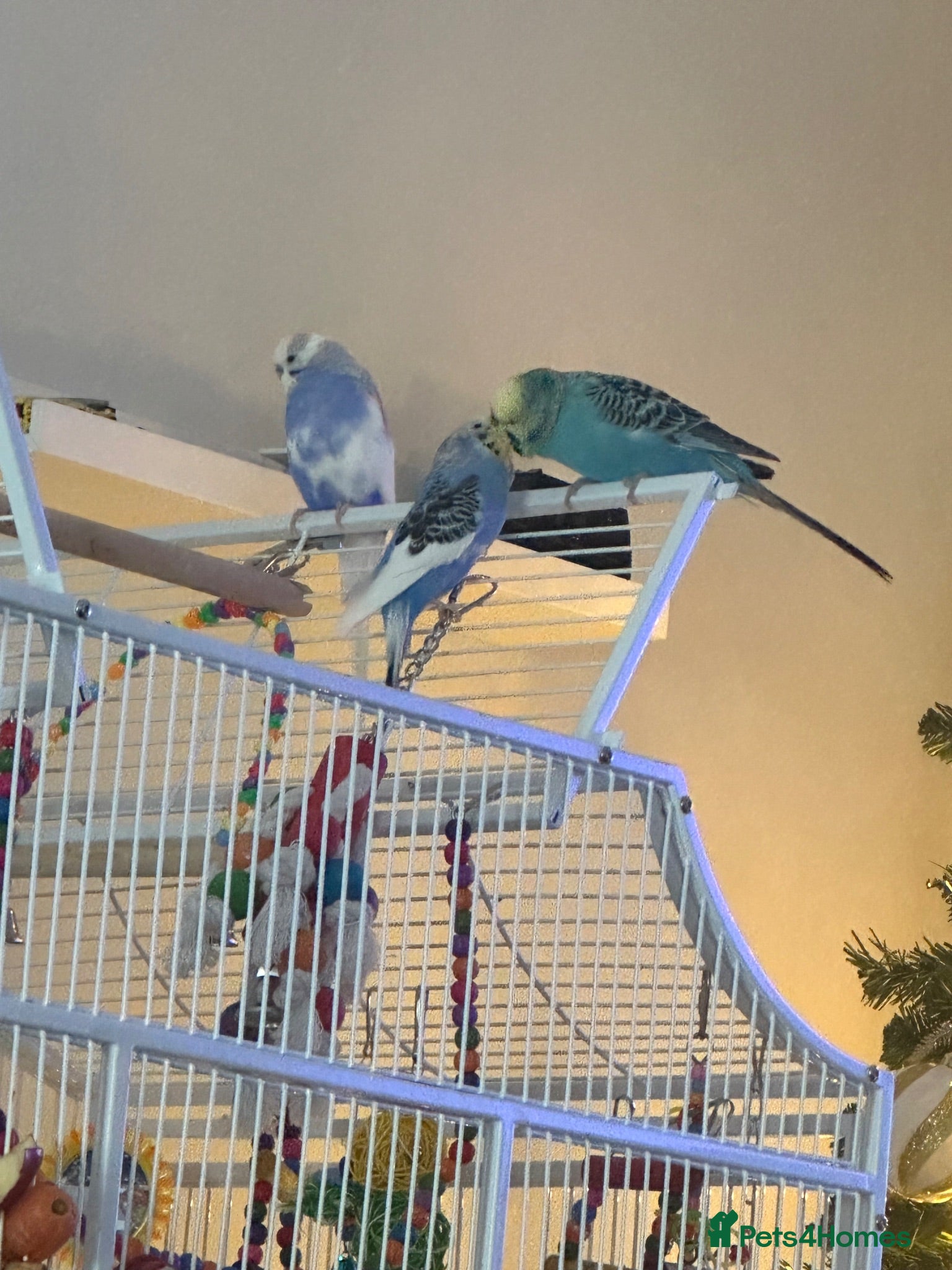 Budgerigars birds 3 Budgies and cage.  - Advert 2