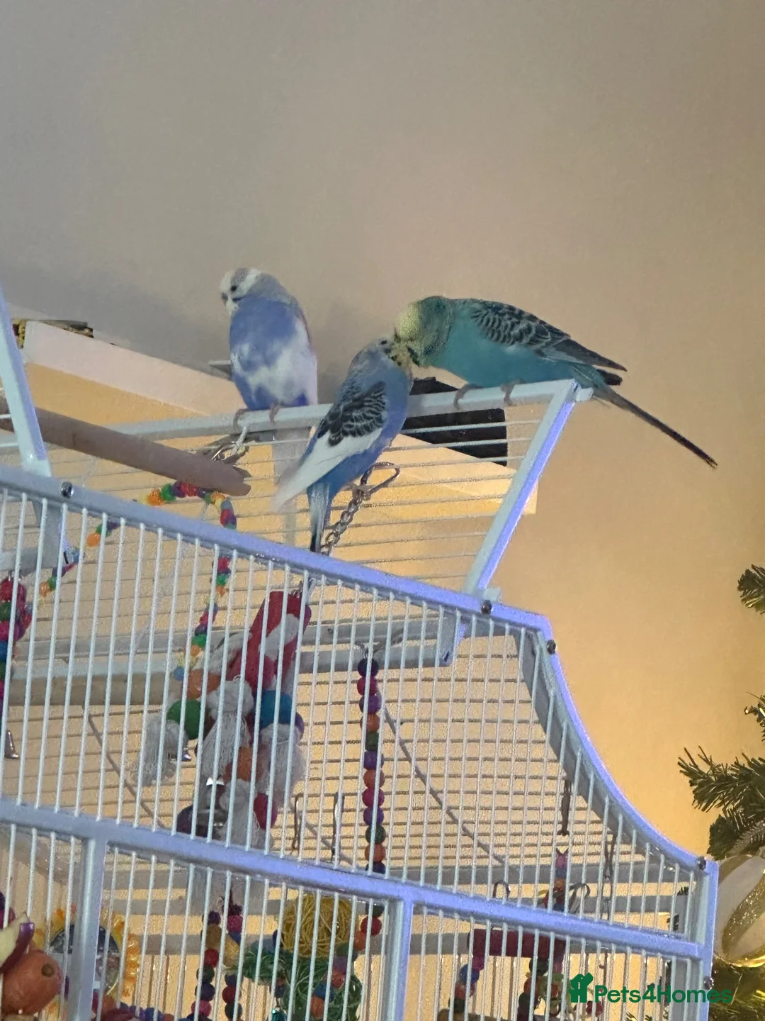 Budgerigars birds for sale: 3 Budgies and cage.  in Nottingham - Advert 1
