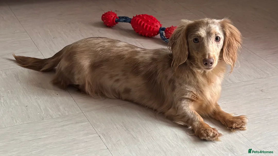 Dachshund dogs for sale: In need of a forever home in London - Advert 2