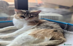 Mixed Breed cats for adoption: Maple is looking for home 🍁  - Image 4