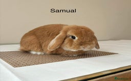 Mini Lop rabbits for sale: Adult Mini Lop Bunnies Available For Rehoming - Image 1