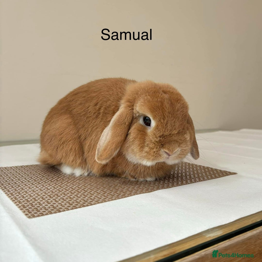 Mini Lop rabbits for sale: Adult Mini Lop Bunnies Available For Rehoming - Image 1