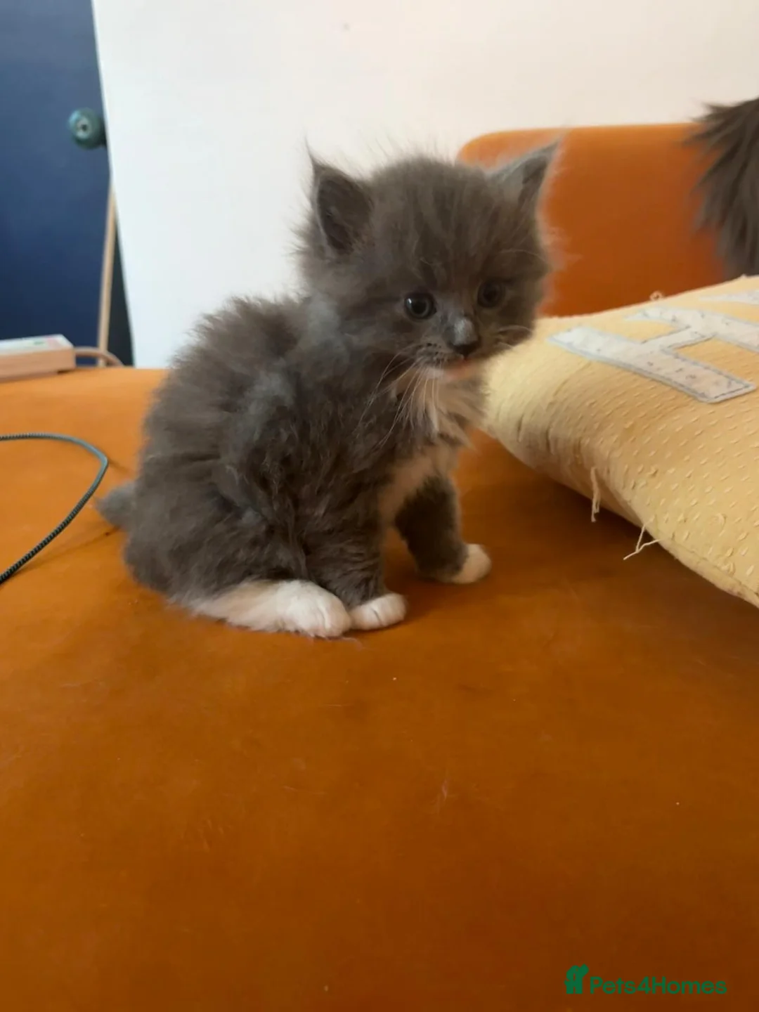 Ragdoll cats for sale: Ragdoll X British short hair - Advert 2