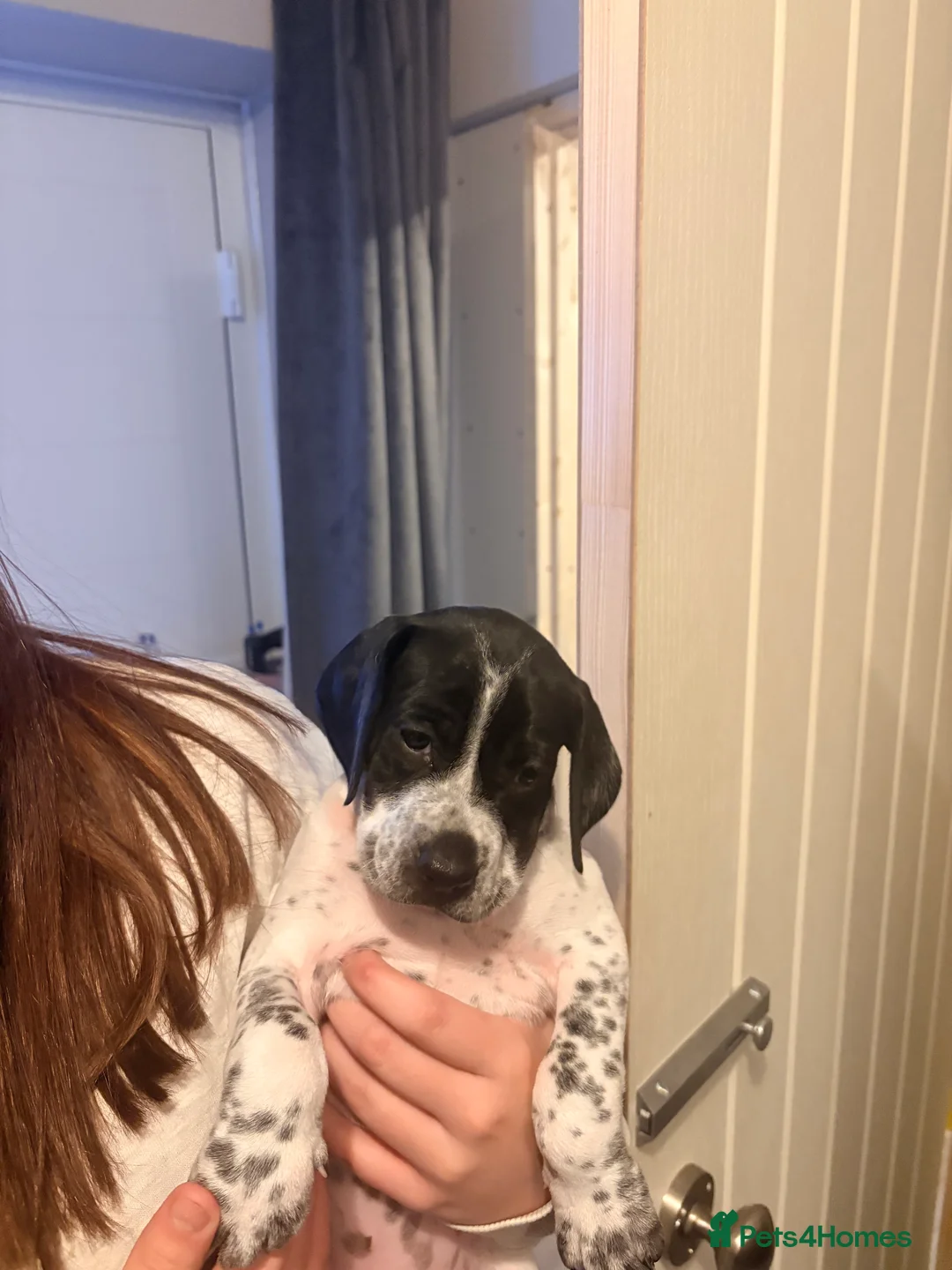 Pointer dogs for sale: Last gorgeous puppy looking for a loving home  - Advert 18