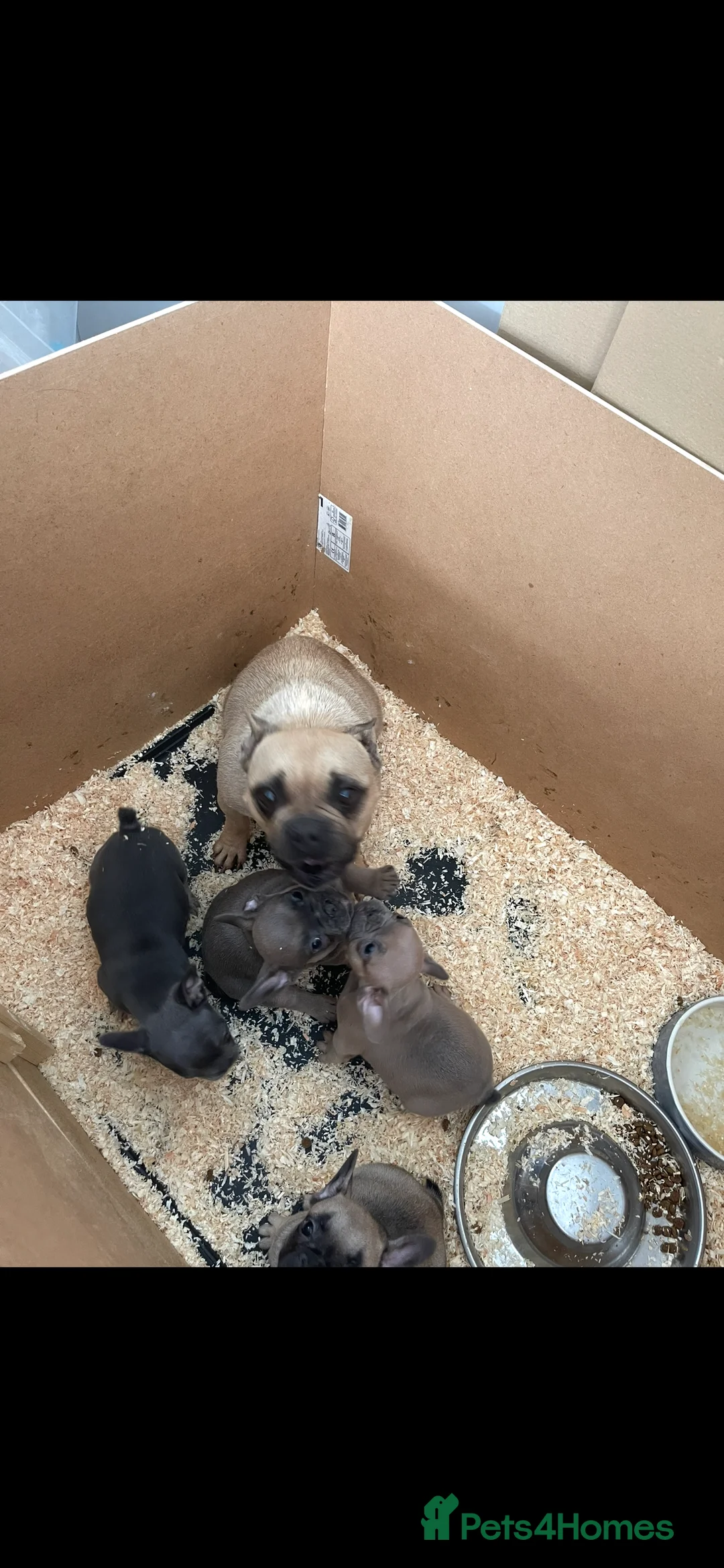 French Bulldog dogs for sale: French bulldog girls for sale  - Advert 6