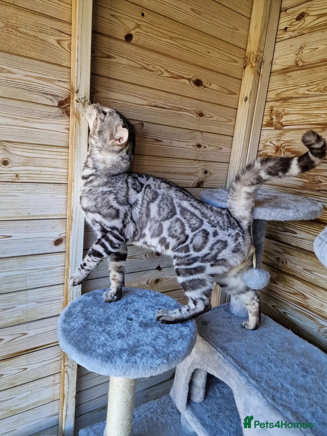 Bengal cats for stud: TICA active registered Silver boy for stud! in Bury Saint Edmunds - Advert 12