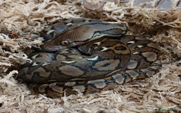 Python Snake reptiles for sale: Malayan Python Male  - Advert 4