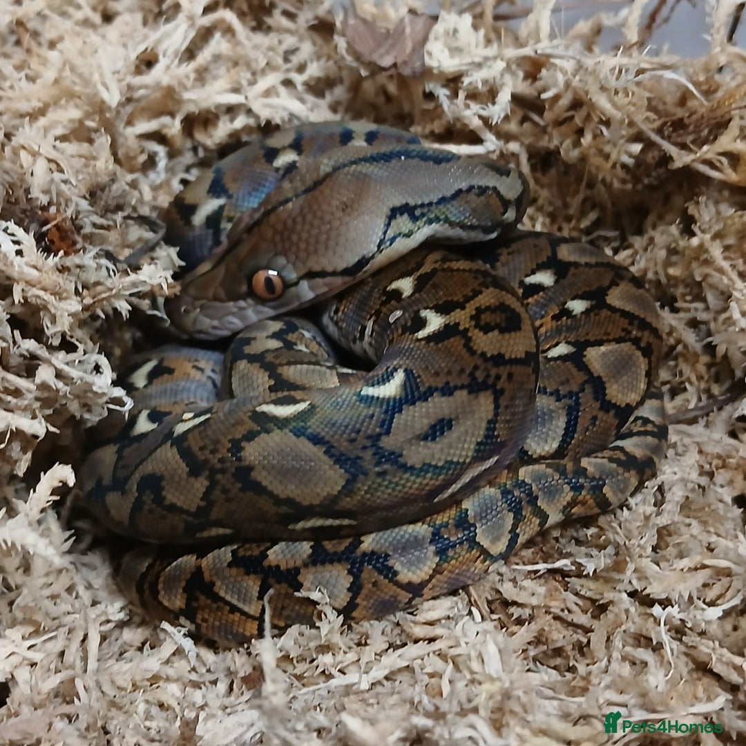 Python Snake reptiles for sale: Malayan Python Male  - Advert 4