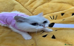 British Shorthair cats for sale: Champion lines for adoption  - Image 14