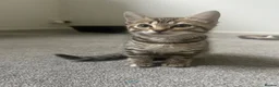 Bengal cats for sale: Bengal kittens  - Advert 27
