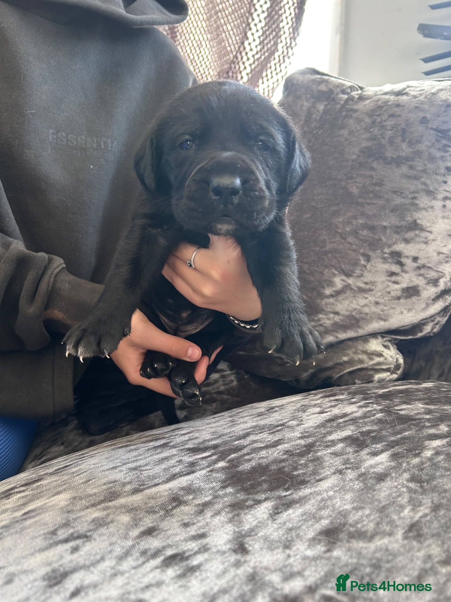 Mixed Breed dogs Old English mastiff x puppies 2 available  - Advert 2