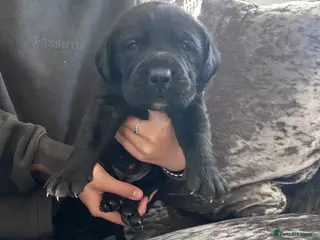 Mixed Breed dogs Old English mastiff x puppies 2 available - Advert 2