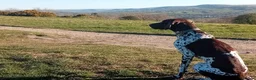 German Shorthaired Pointer dogs for sale: KC Registered German Shorthaired Pointer Puppies - Advert 7