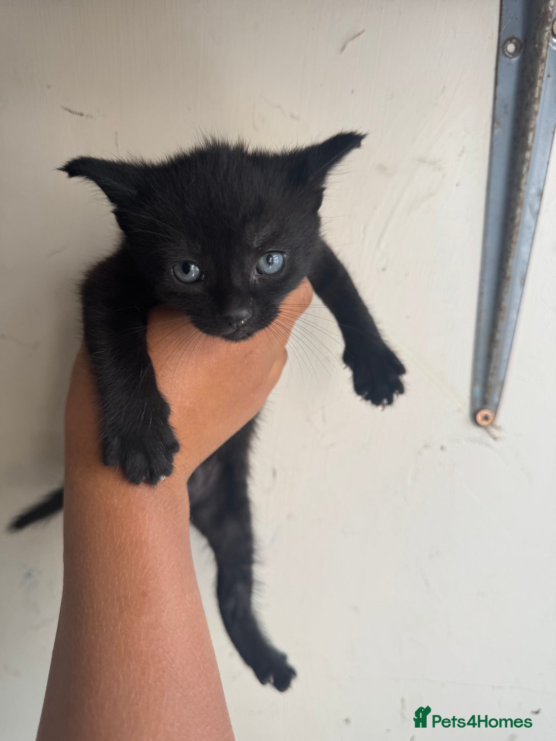 European cats for sale: Kittens  - Image 1