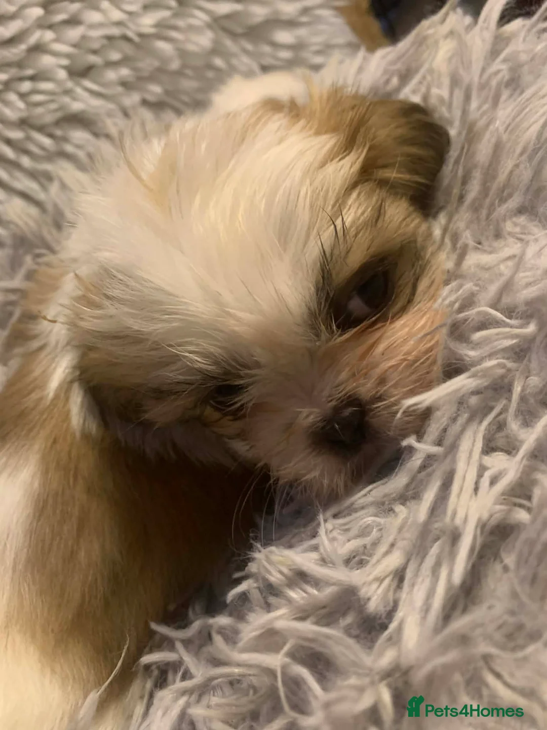 Shih Tzu dogs for sale: Shih Tzu puppies - pure!! - Advert 12