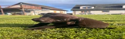 Labrador Retriever dogs for sale: Gorgeous Chunky Chocolate Labrador Puppies  in Tain - Advert 6