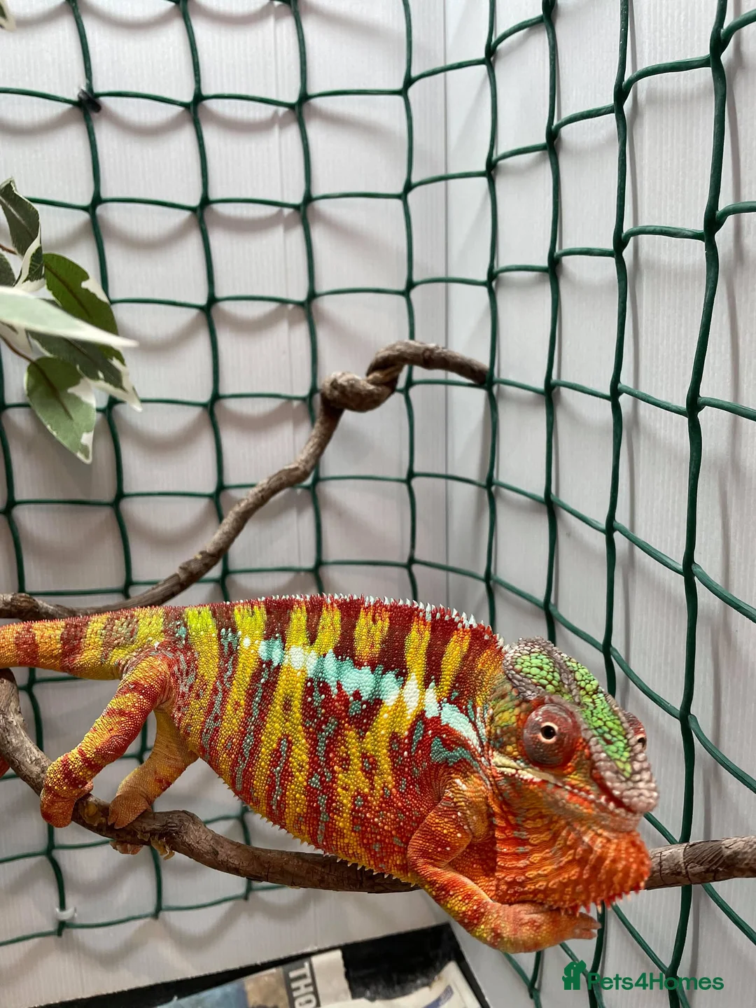Chameleon reptiles for sale: Ambilobe Panther Chameleons - Advert 6