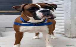 Boxer dogs for sale: Zero heart score mum. Only one puppy left - Image 12