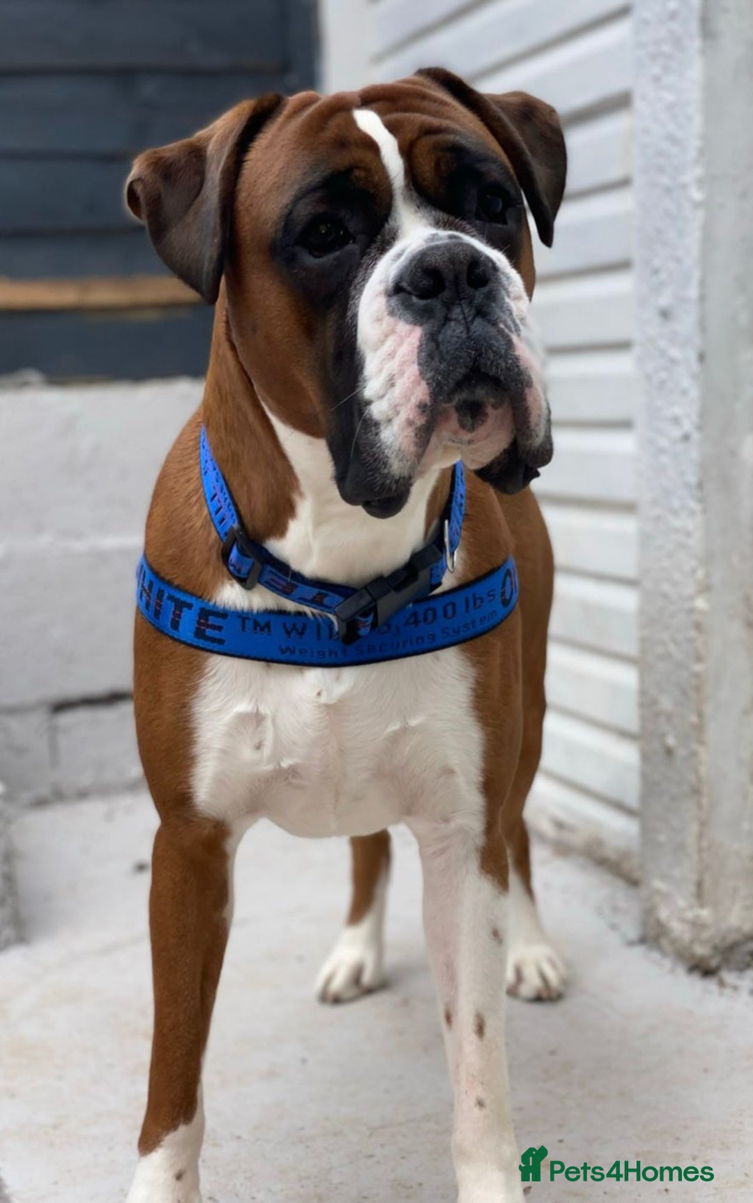 Boxer dogs for sale: Zero heart score mum. Only one puppy left - Image 12