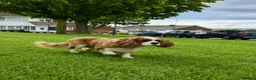 Cavalier King Charles Spaniel dogs for sale: CAVALIER KING CHARLES MALE DOG 3YRS  - Advert 4